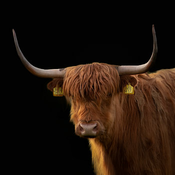 Schottischer Highlander