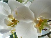 Witte orchidee von Pictures Of Nature Miniaturansicht
