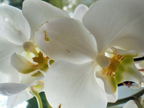 Witte orchidee