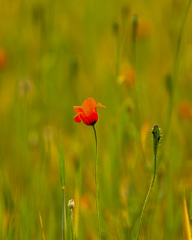 Coquelicot dans un champ vert.