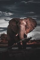 Éléphant d'eau d'Afrique