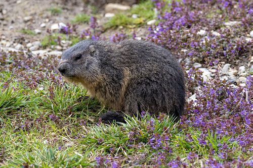 Marmot in flower meadow