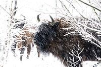 Wisent