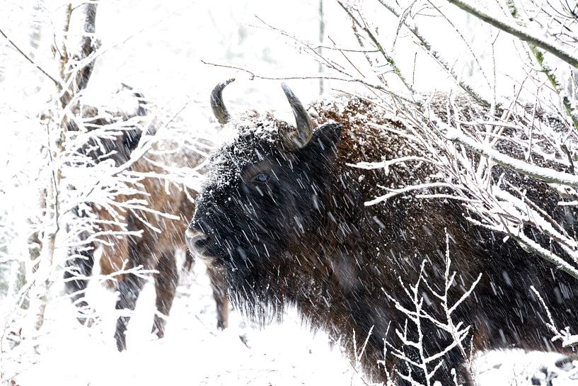 Wisent par Corrie Post