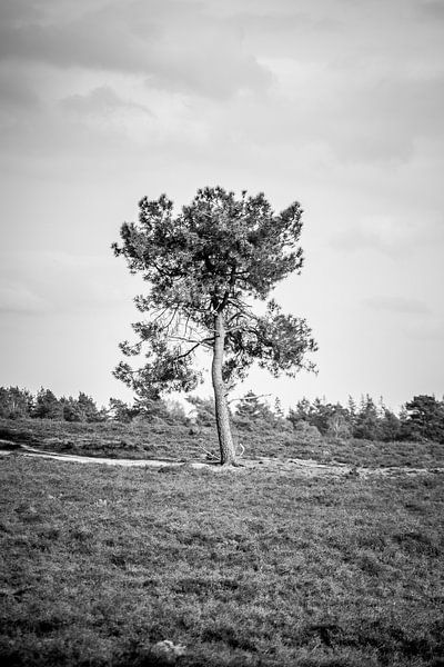 Einsamer Baum von S van Wezep