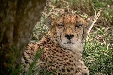 Cheetah - one eye open