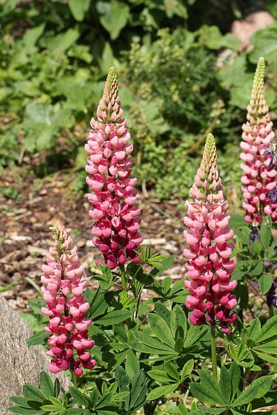 Rosa Lupinen von Anja Bagunk