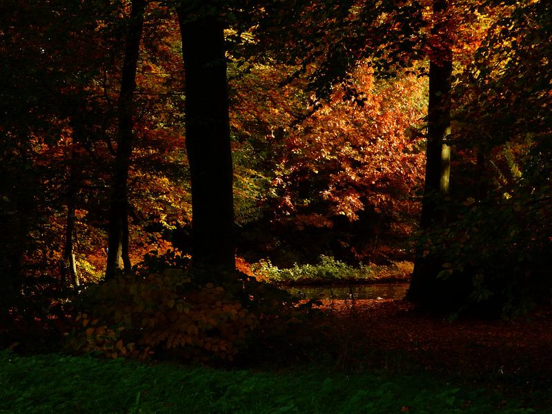 dark forest by Joke te Grotenhuis