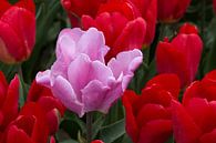 Roze tulp tussen rode tulpen von W J Kok Miniaturansicht