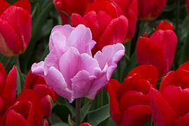 Roze tulp tussen rode tulpen by W J Kok