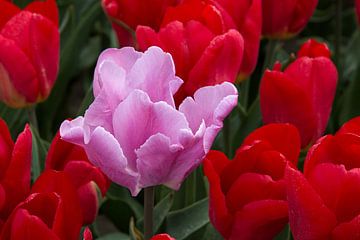 Roze tulp tussen rode tulpen van W J Kok