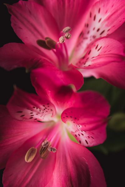 Fine art Alstroemeria by Sandra Hazes