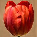 Red Tulip in bloom van kitty van gemert thumbnail