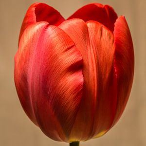 Red Tulip in bloom von kitty van gemert