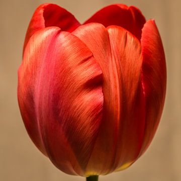 Red Tulip in bloom van kitty van gemert