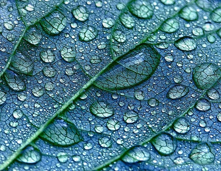 Leaf-Bath by Caroline Lichthart