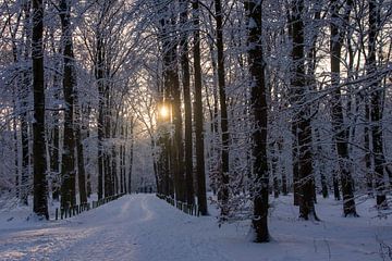 Eine blasse Sonne in einem verschneiten Wald (de Bilt) von wil spijker