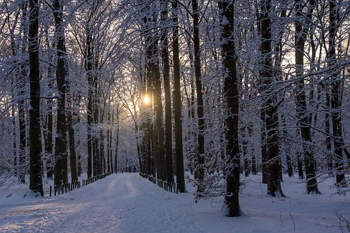 een bleek zonnetje in een besneeuwd bos ( de Bilt)