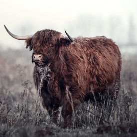 Scottish Highlander in the wild by Steven Dijkshoorn