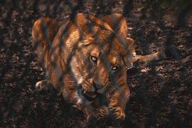 Löwin genießt ihr Mittagessen von Daniëlle Langelaar Photography