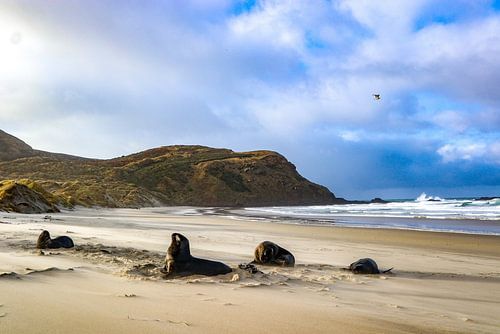 Zeeleeuwen Sandfly Bay Otago Peninsula