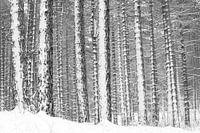 Snowy pines