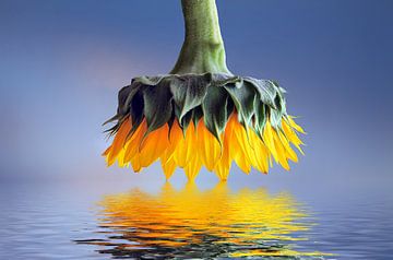 Zonnebloem van Bess Hamiti