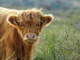 Scottish Highlander by Dirk van Egmond