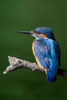 Eisvogel auf Ast