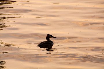 Crested grebe at the light of the setting sun