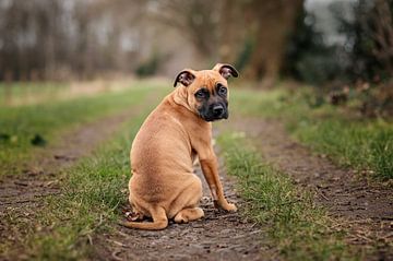 Staffordshire bull terrier puppy on a path near the forest by Elisabeth Vandepapeliere