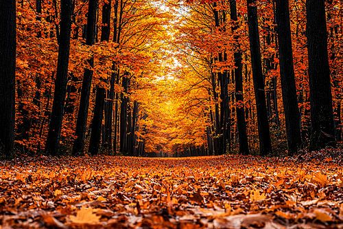 Herfstkleuren in het bos