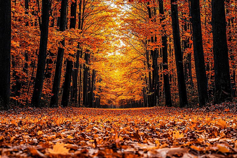Couleurs d'automne dans la forêt par Imperial Art House