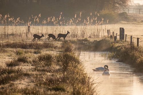 Nederlands landschap bij zonsopkomst met reeën en zwanen.