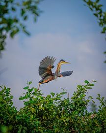 Purple Heron by Tom Zwerver