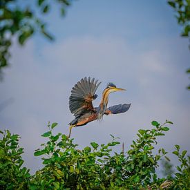 Purple Heron by Tom Zwerver