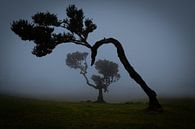bomen in de mist van Stefan Bauwens Photography thumbnail
