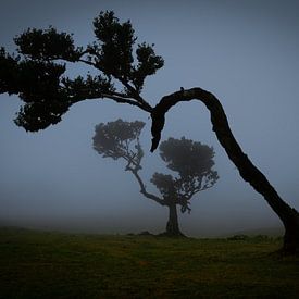 bomen in de mist van Stefan Bauwens Photography