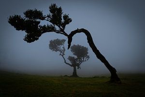 bomen in de mist van Stefan Bauwens Photography