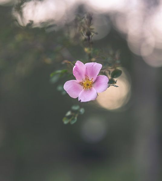 bloemen part 148 van Tania Perneel