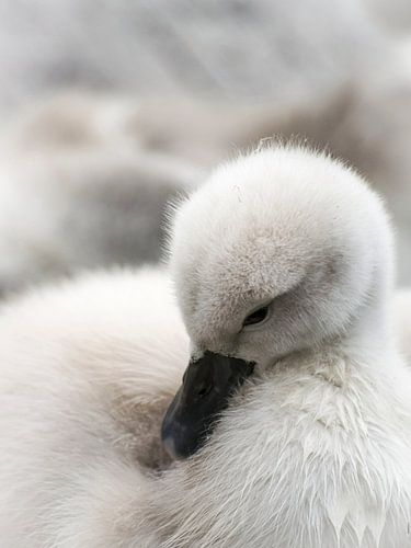  Baby swan washes himself by Rietje Bulthuis