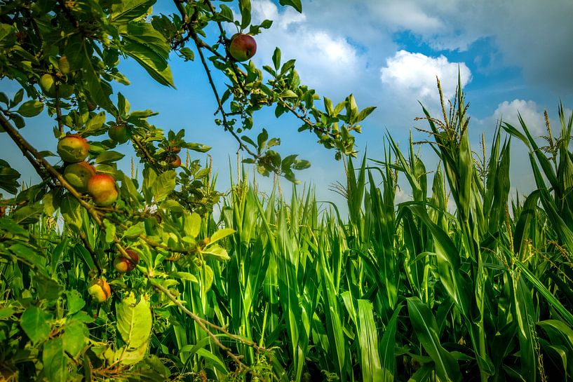 Baltische appels van Johnny Flash