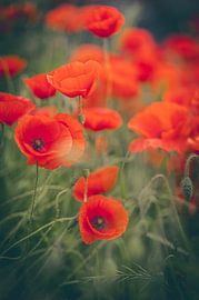 Der rote Teppich in grüner Natur. von Robby's fotografie