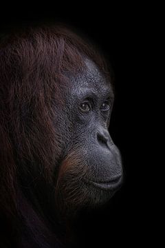 Portret van Orang-oetan op donkere achtergrond van Ron Meijer Photo-Art