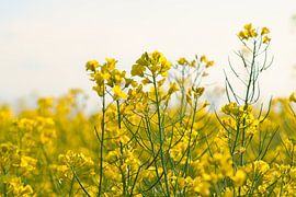 Zicht op een gele koolzaadbloem in het koolzaadveld van Martin Köbsch