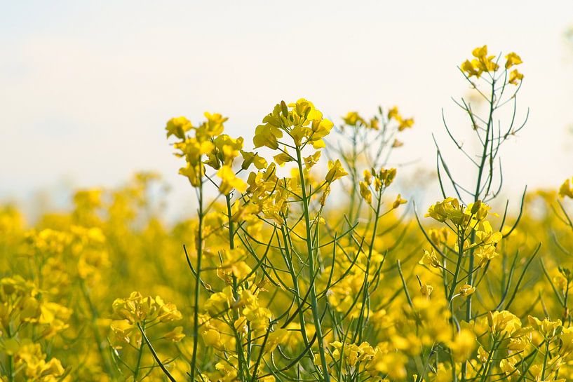 Zicht op een gele koolzaadbloem in het koolzaadveld van Martin Köbsch