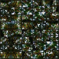 canopy