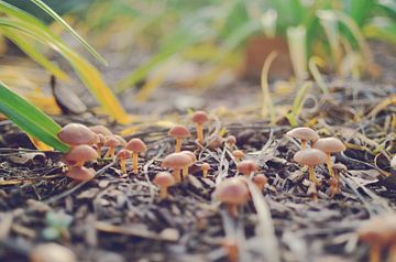 Wachsende Pilze im Garten von Carolina Reina