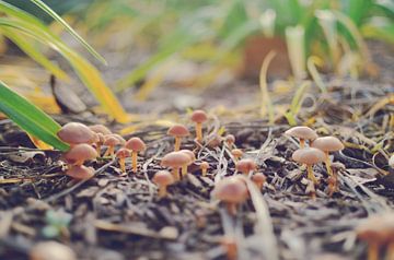 Champignons poussant dans le jardin sur Carolina Reina