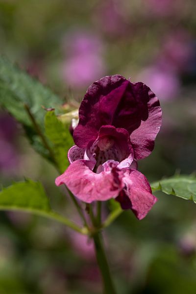 closeup of an Impatiens balsamina flower by W J Kok
